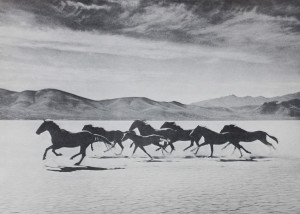 bundy_horses_web
